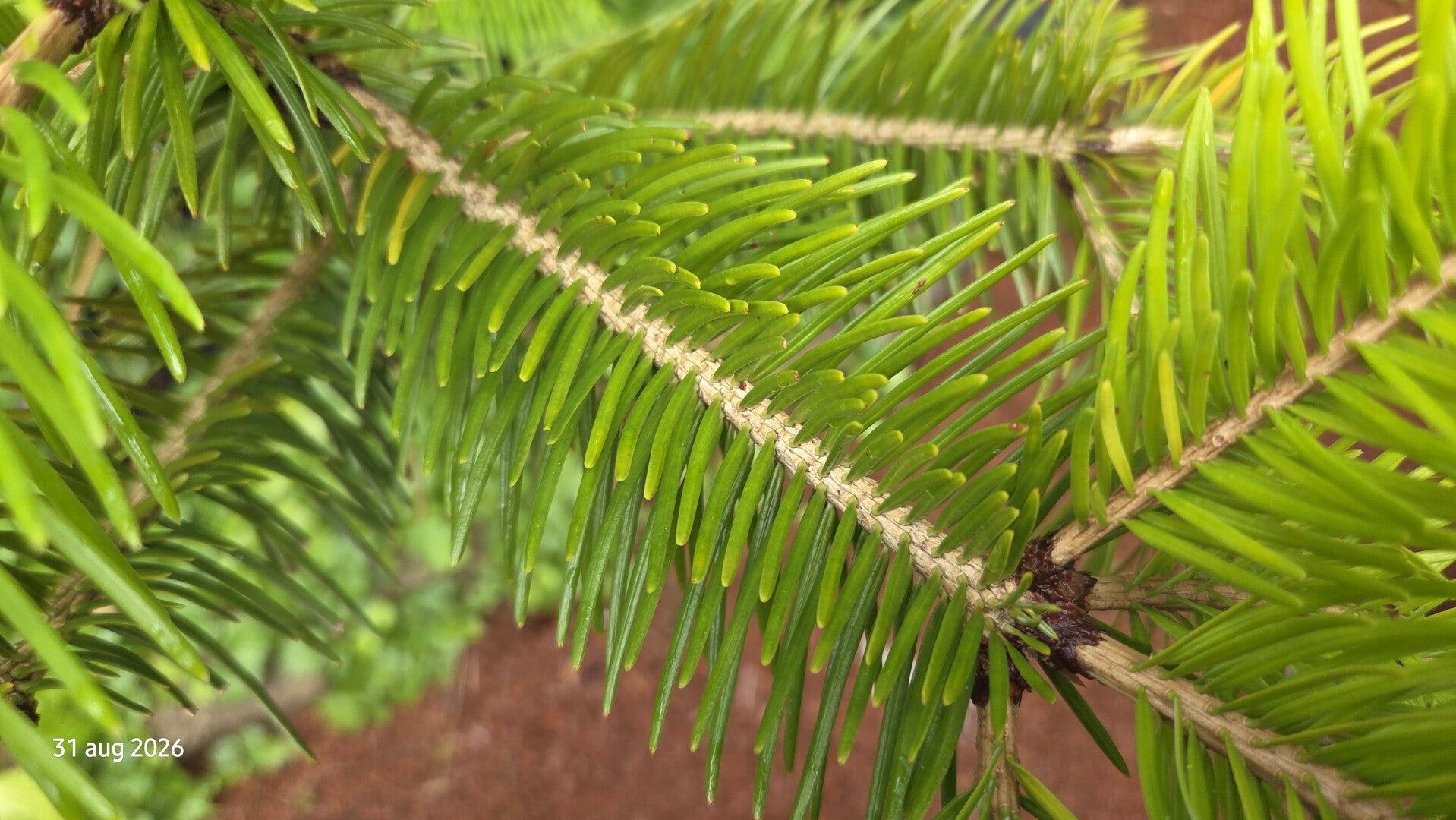 Abies spectabilis – Himalaya-zilverspar