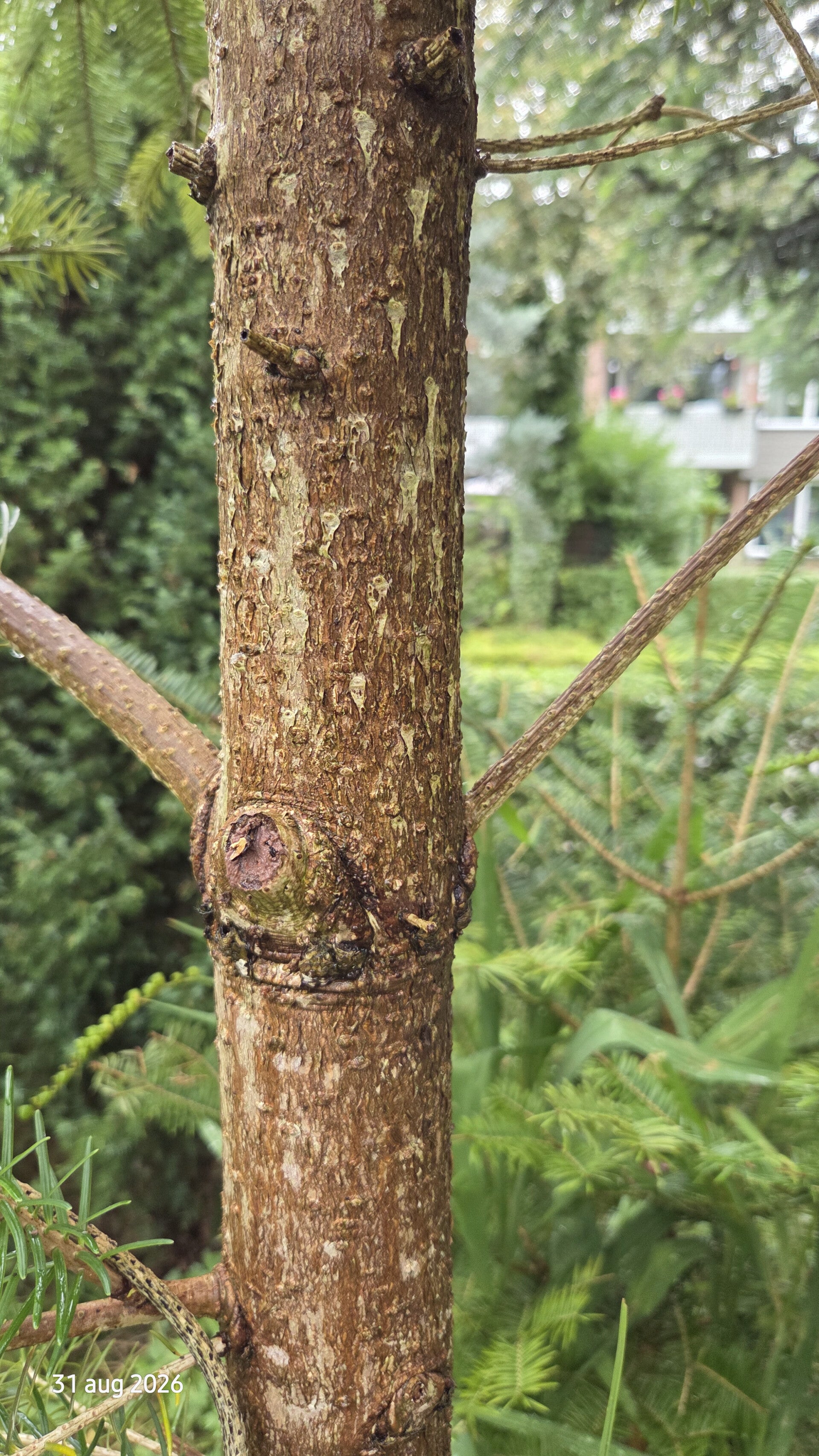 Abies spectabilis – Himalaya-zilverspar