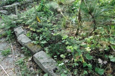 Abies squamata – schilferige zilverspar