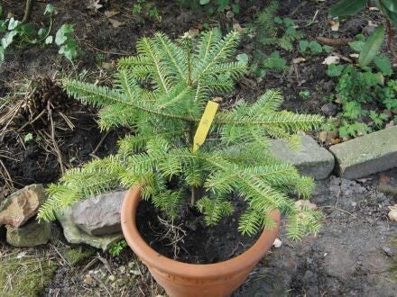 Abies squamata – schilferige zilverspar