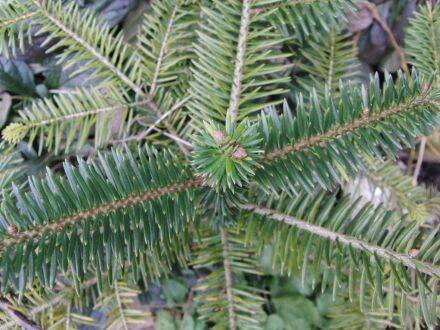 Abies squamata – schilferige zilverspar