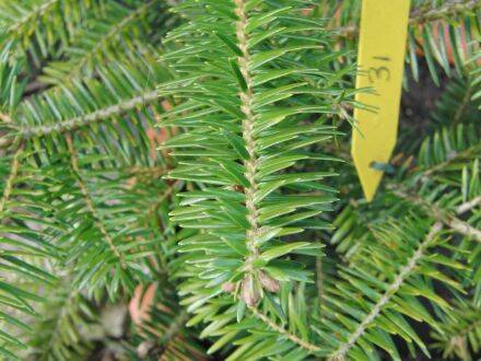 Abies squamata – schilferige zilverspar