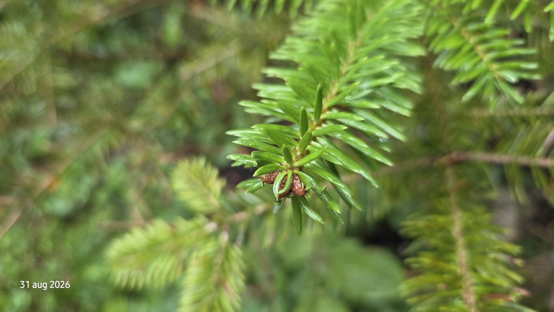 Abies squamata – schilferige zilverspar