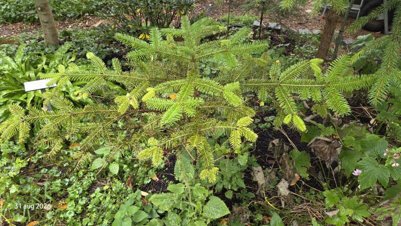 Abies squamata – schilferige zilverspar