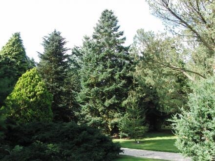 Abies veitchii – Japanse zilverspar