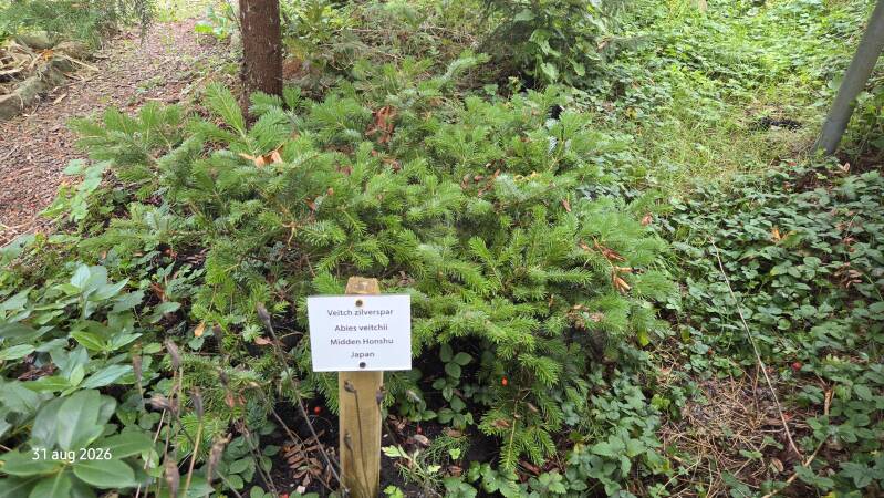 Abies veitchii - Japanse zilverspar