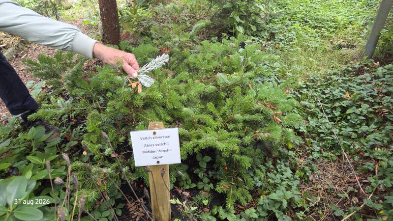 Abies veitchii - Japanse zilverspar