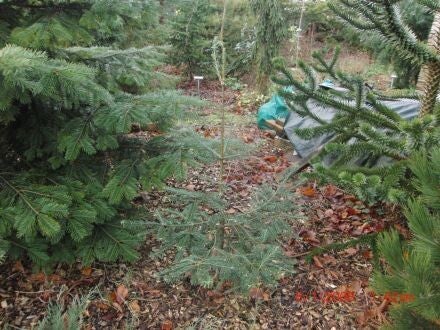 Abies vejarii – Monterrey-zilverspar