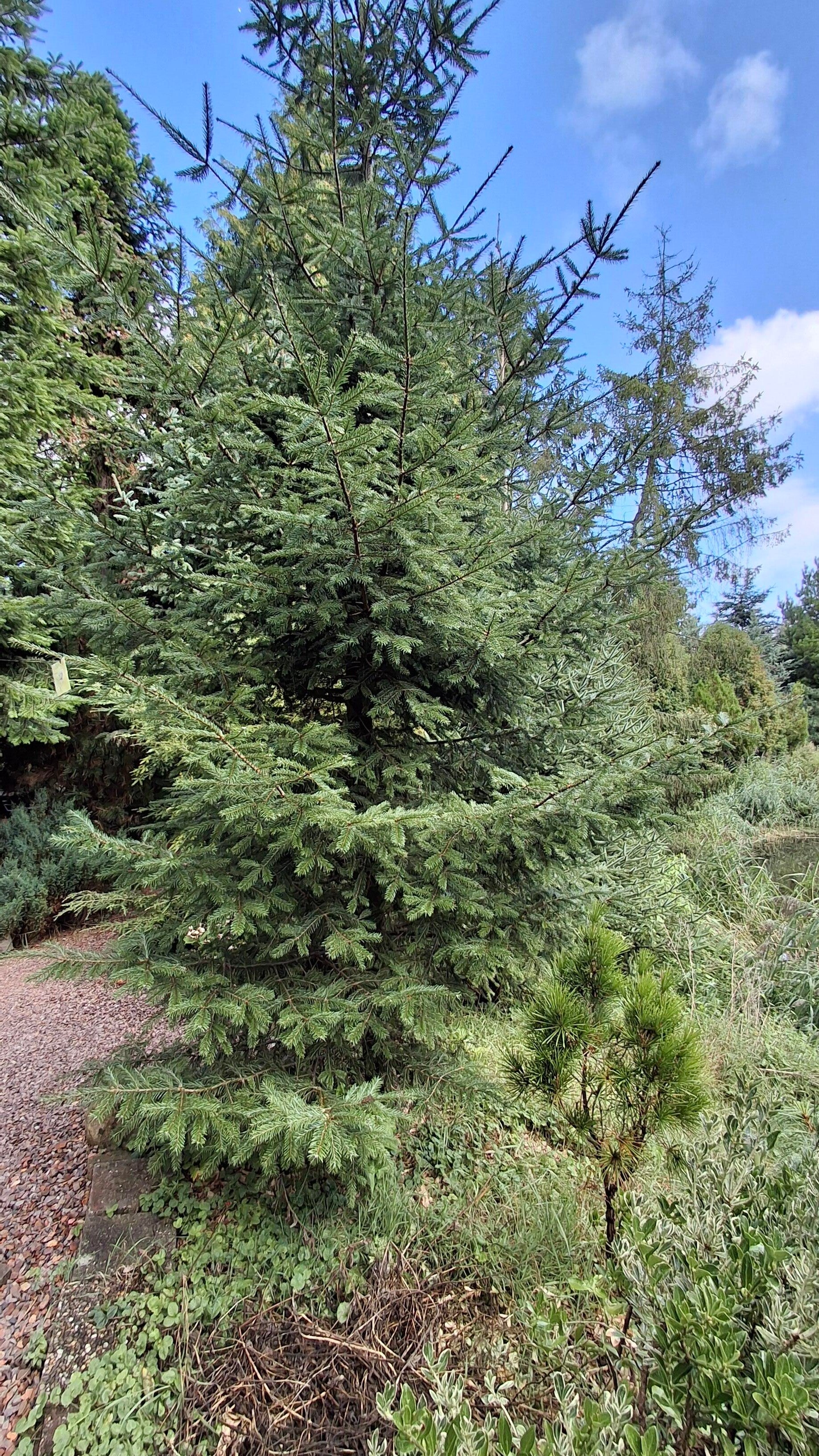Abies vejarii – Monterrey-zilverspar