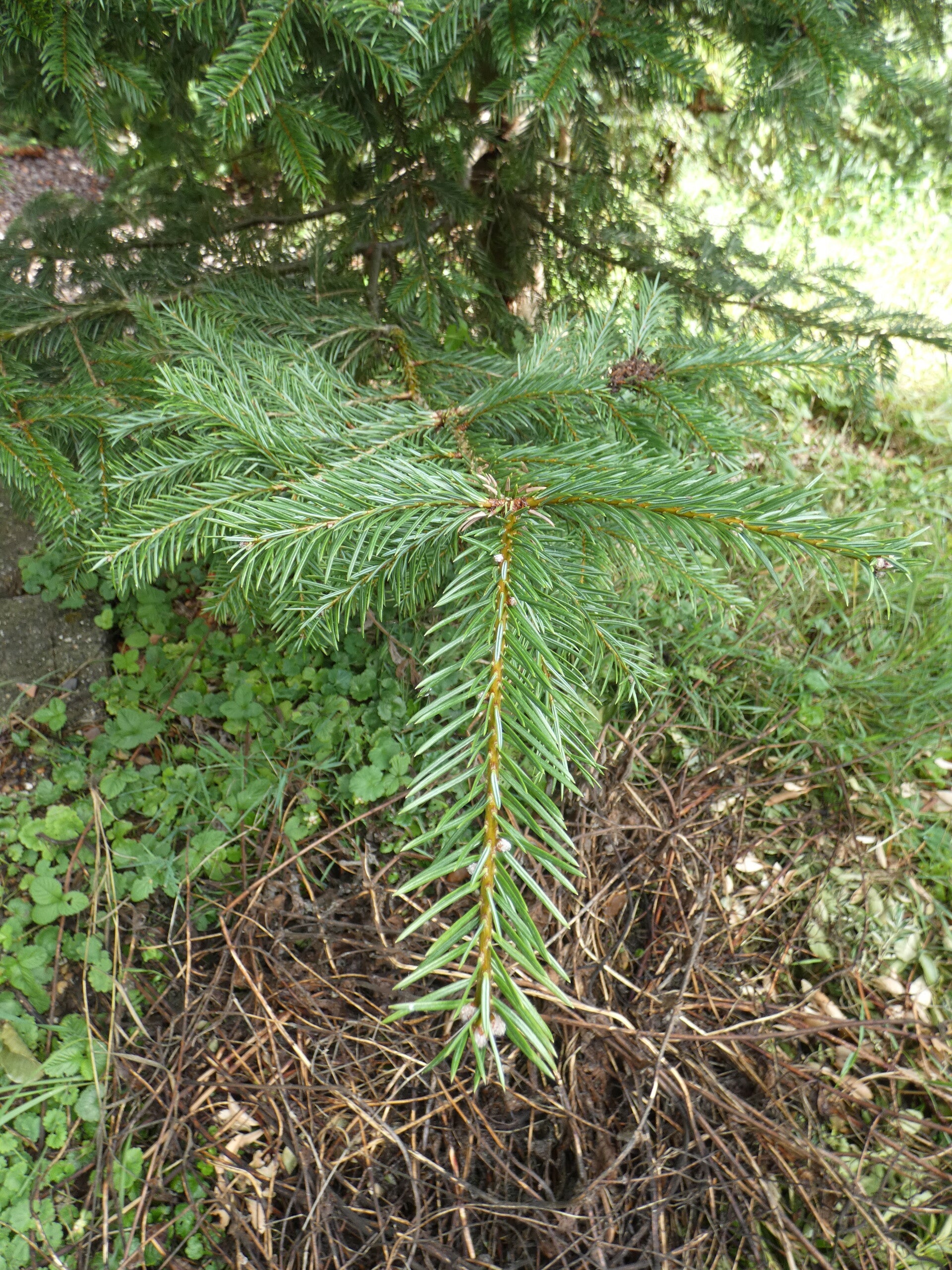 Abies vejarii – Monterrey-zilverspar