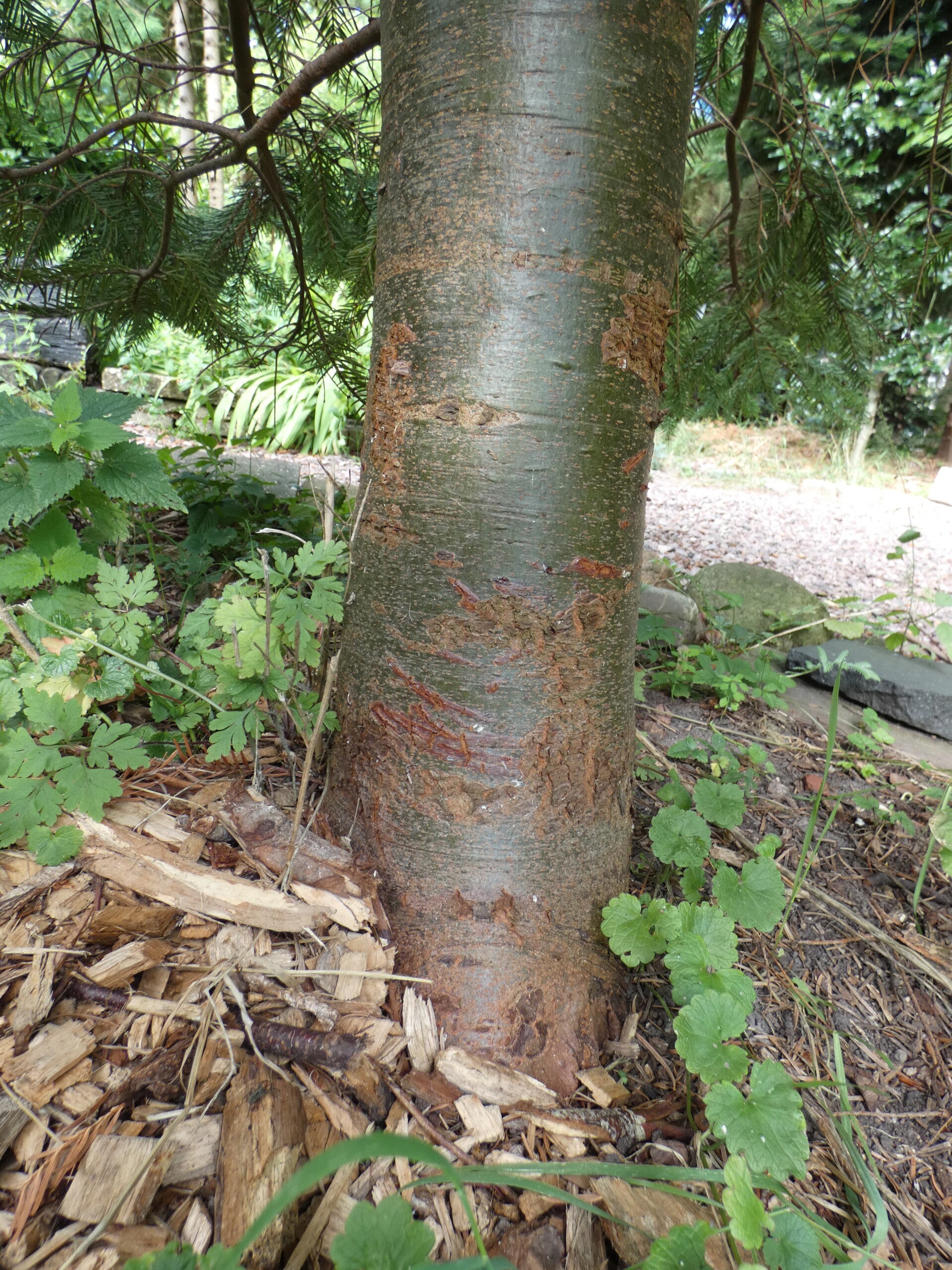 Abies vejarii – Monterrey-zilverspar