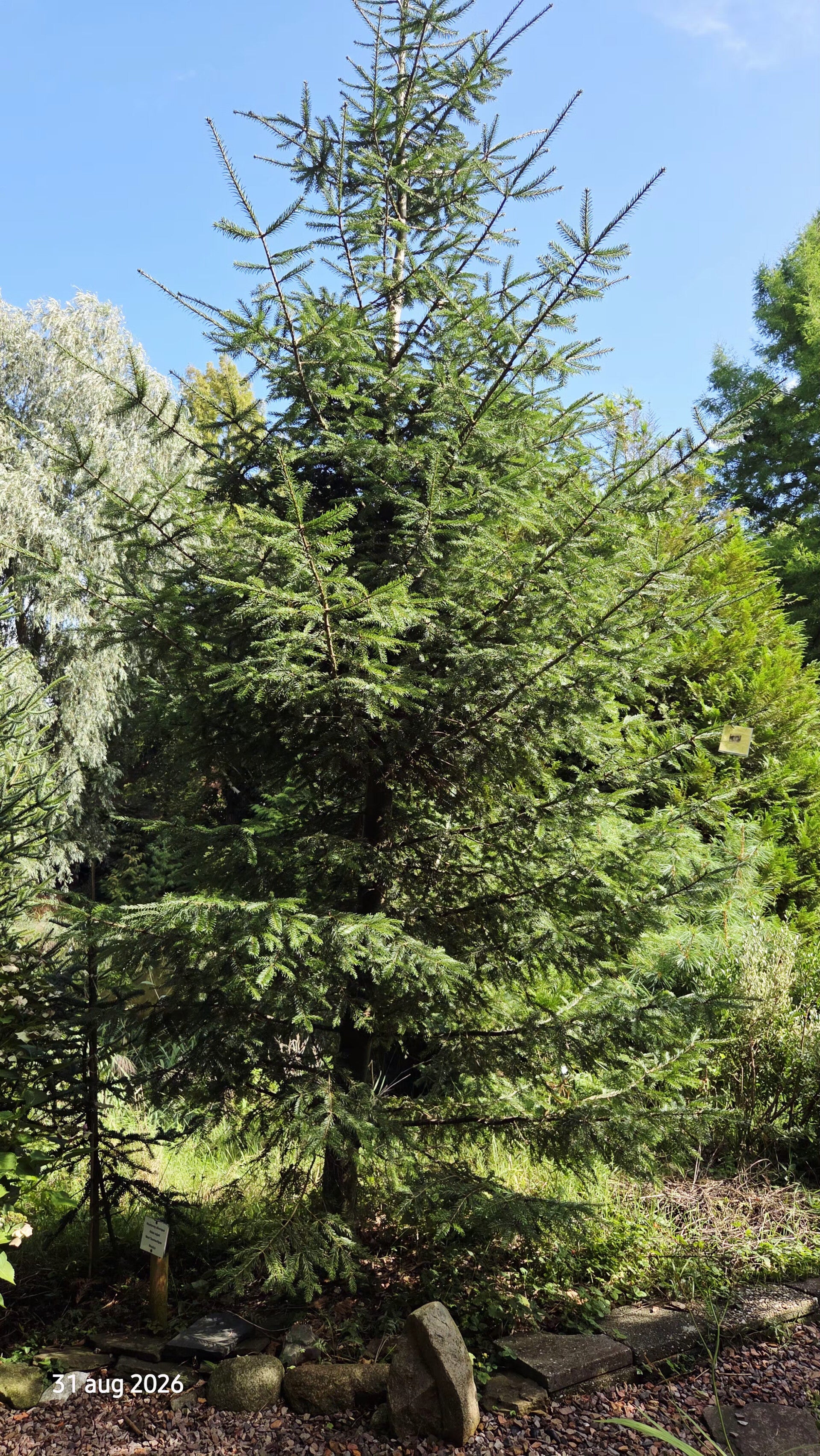 Abies vejarii – Monterrey-zilverspar