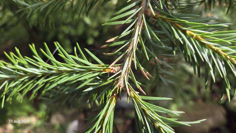 Abies vejarii – Monterrey-zilverspar