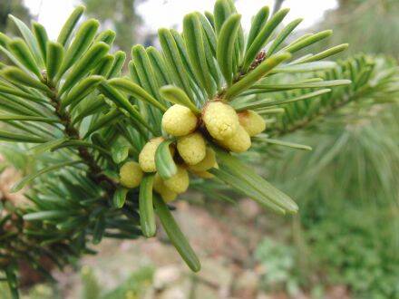 Abies yuanbaoshanensis – Yuanbaoberg-zilverspar