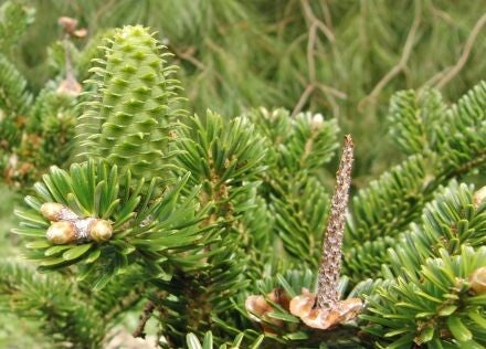 Abies yuanbaoshanensis – Yuanbaoberg-zilverspar