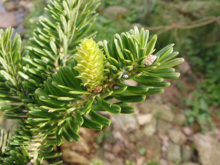Abies yuanbaoshanensis – Yuanbaoberg-zilverspar