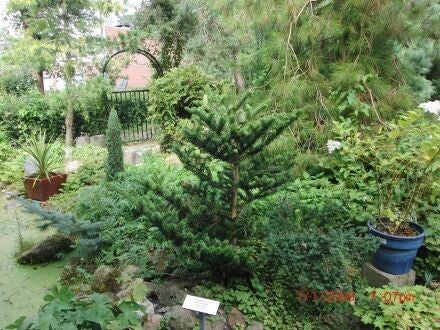 Abies yuanbaoshanensis – Yuanbaoberg-zilverspar
