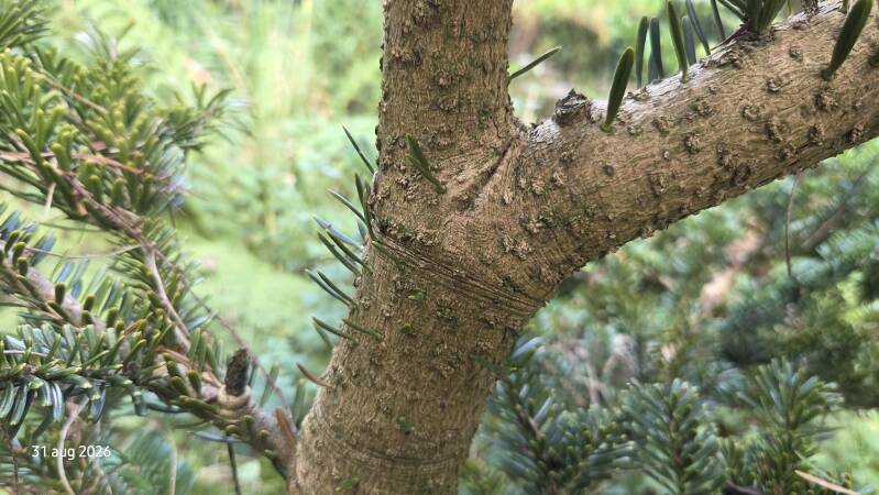 Abies yuanbaoshanensis – Yuanbaoberg-zilverspar