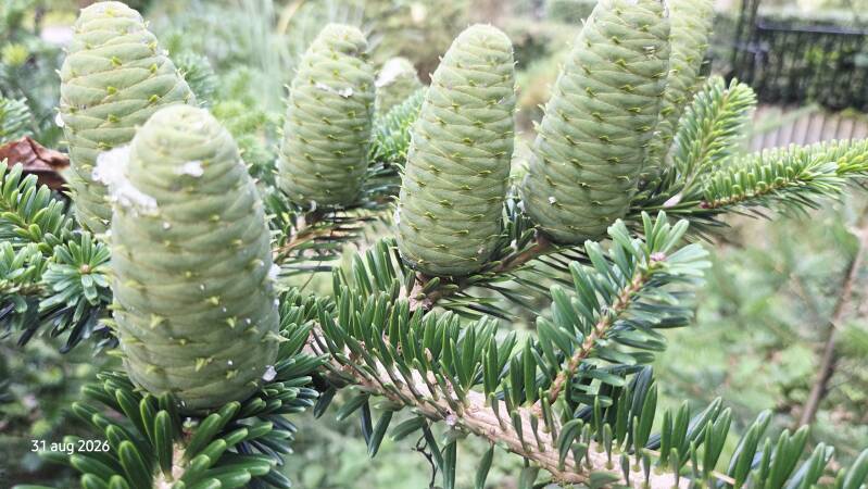 Abies yuanbaoshanensis – Yuanbaoberg-zilverspar