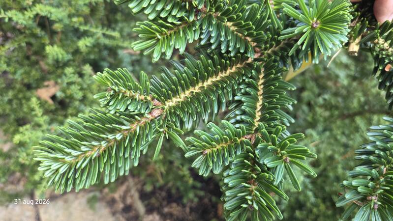 Abies yuanbaoshanensis – Yuanbaoberg-zilverspar