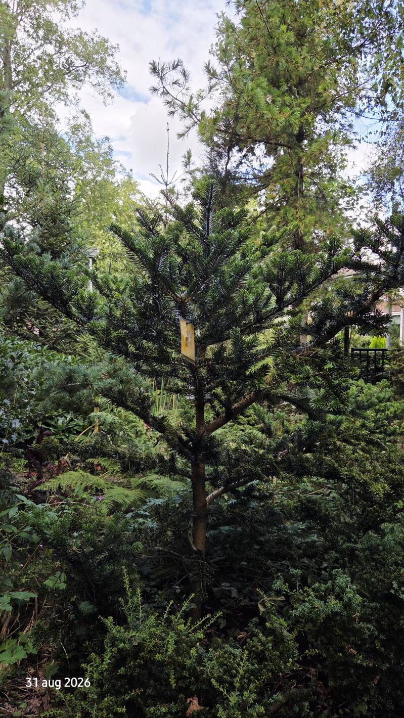Abies yuanbaoshanensis – Yuanbaoberg-zilverspar