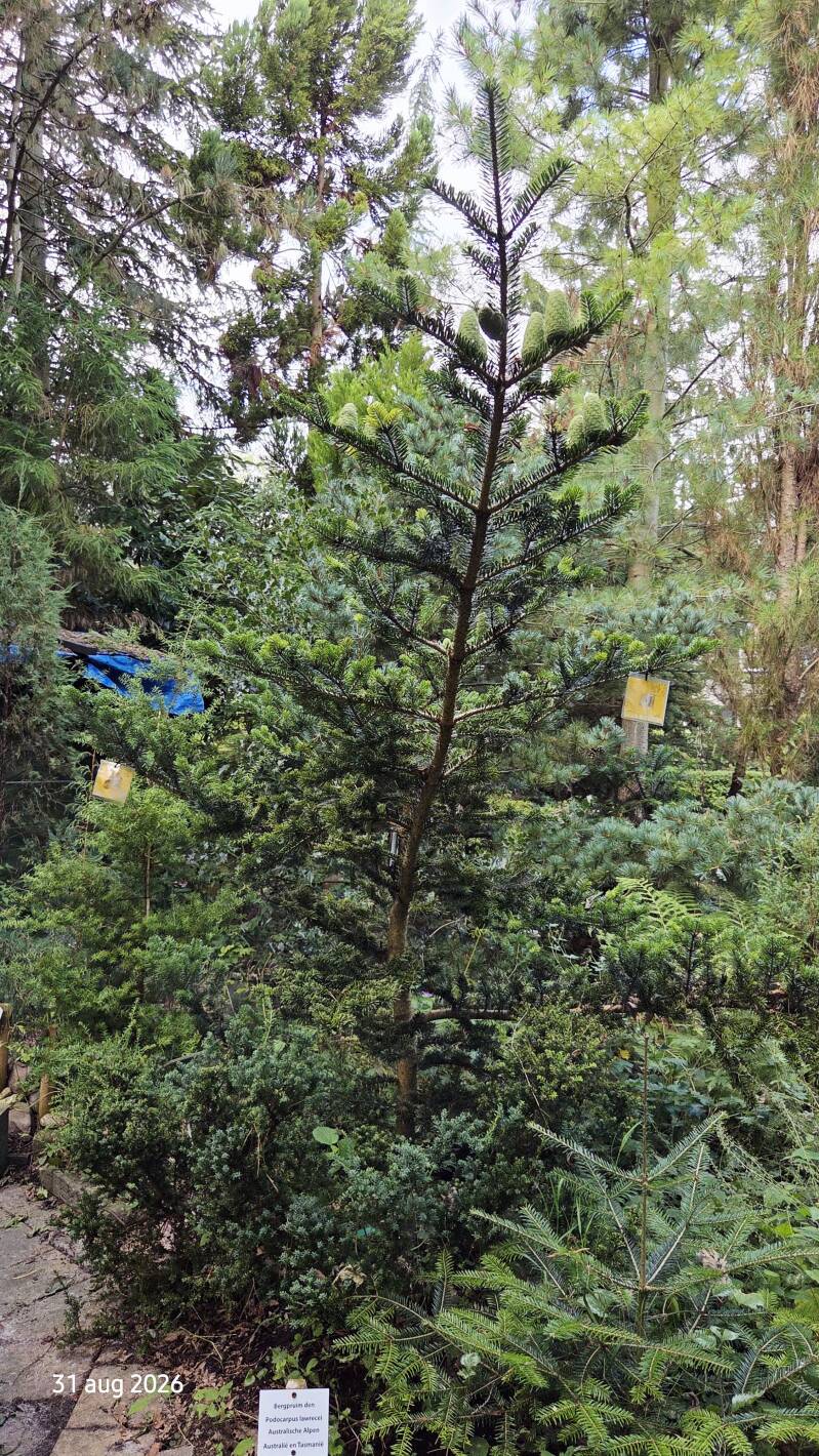 Abies yuanbaoshanensis – Yuanbaoberg-zilverspar