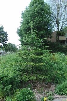 Abies balsamea – balsemzilverspar