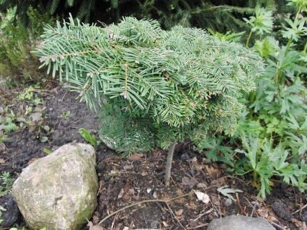 Abies grandis - Reuzenzilverspar