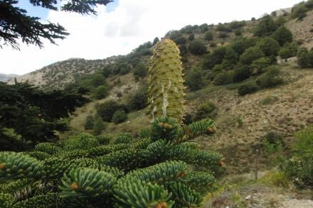 Abies nebrodensis – Siciliaanse zilverspar