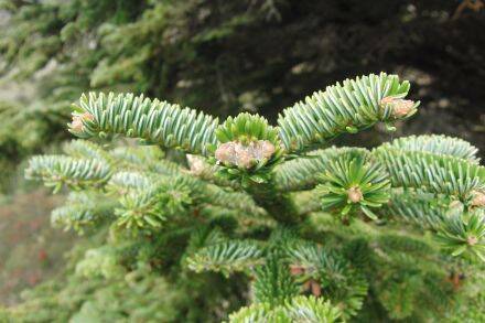 Abies nebrodensis – Siciliaanse zilverspar