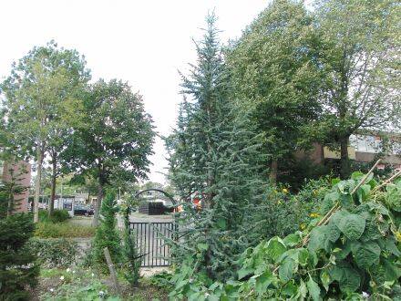 Cedrus atlantica 'Fastigiata' – zuilvormige Atlasceder