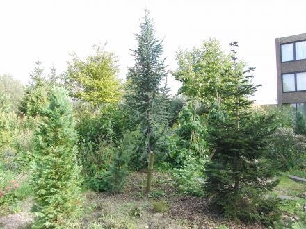 Cedrus atlantica 'Fastigiata' – zuilvormige Atlasceder