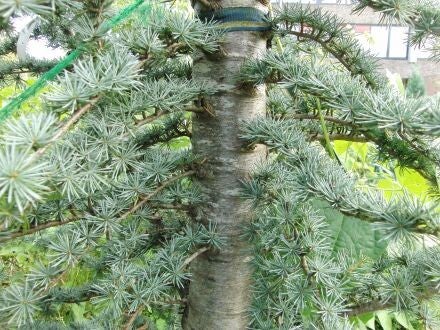 Cedrus atlantica 'Fastigiata' – zuilvormige Atlasceder