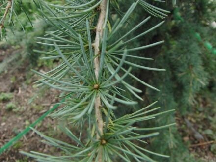 Cedrus atlantica 'Fastigiata' – zuilvormige Atlasceder