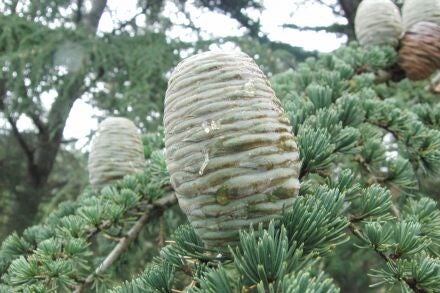 Cedrus atlantica 'Fastigiata' – zuilvormige Atlasceder