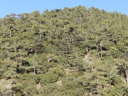 Cedrus brevifolia – Cyprische ceder