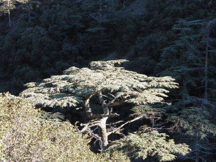 Cedrus brevifolia