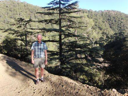 Cedrus brevifolia