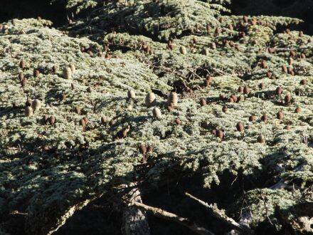 Cedrus brevifolia – Cyprische ceder