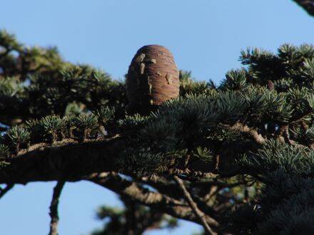 Cedrus brevifolia