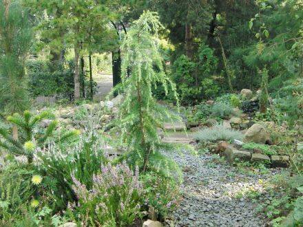 Cedrus deodara 'Aurea' – gele Himalayaceder