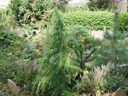 Cedrus deodara 'Aurea' – gele Himalayaceder