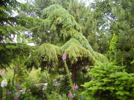 Cedrus deodara – Himalayaceder