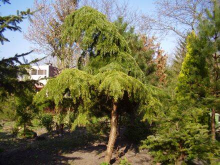Cedrus deodara – Himalayaceder