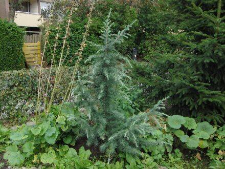 Cedrus deodara 'Karl Fuchs' – Himalayaceder