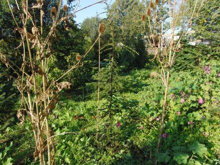 Cedrus libani ssp. brevifolia 'Julica' – Cyprische ceder