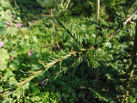 Cedrus libani ssp. brevifolia 'Julica' – Cyprische ceder