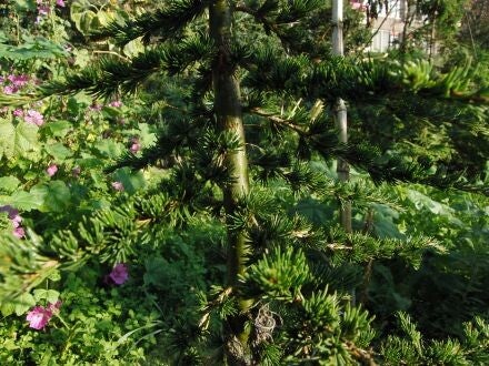 Cedrus libani ssp. brevifolia 'Julica' – Cyprische ceder