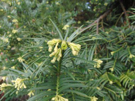 Cephalotaxus harringtonia – Japanse staartjesboom
