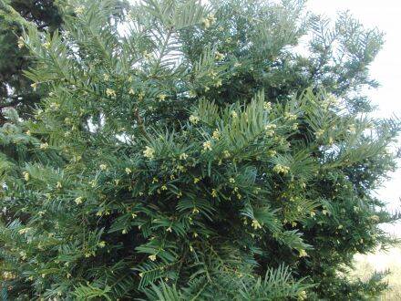 Cephalotaxus harringtonia – Japanse staartjesboom